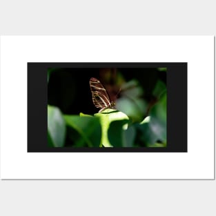 Zebra Longwing Butterfly with Nectar Posters and Art